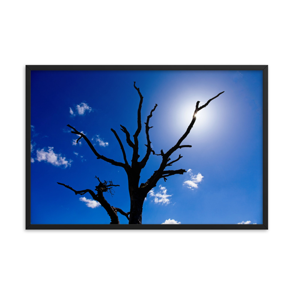 Albero spoglio
